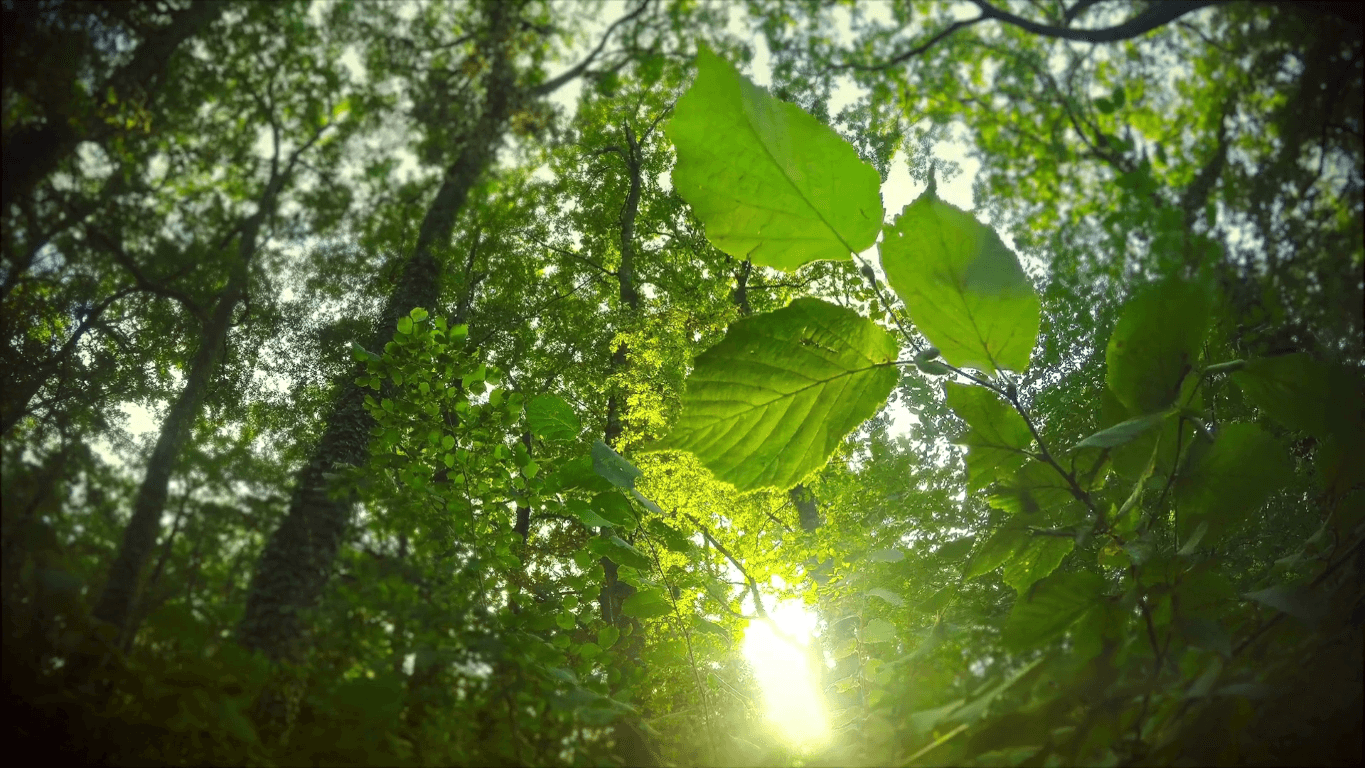Little Leaf Sustainability